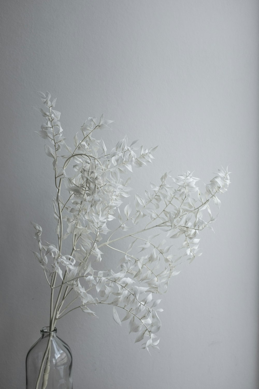 white flowers on white wall