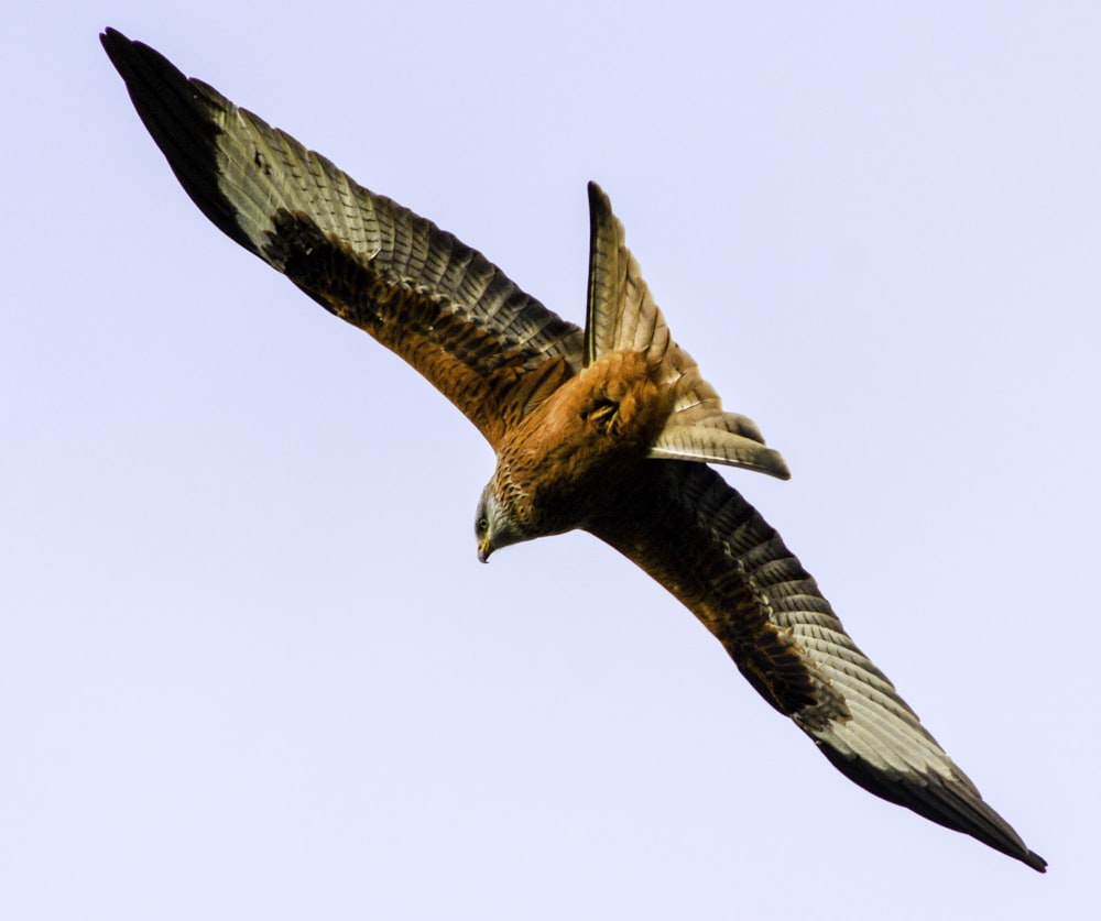 brown and white bird flying during daytime