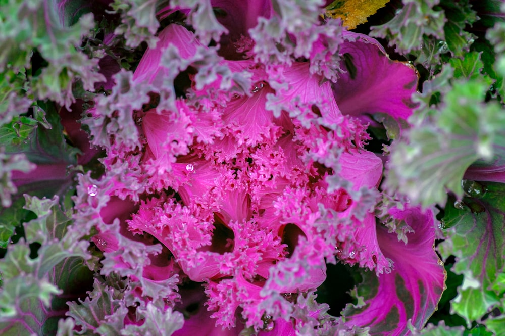 pink flowers with green leaves