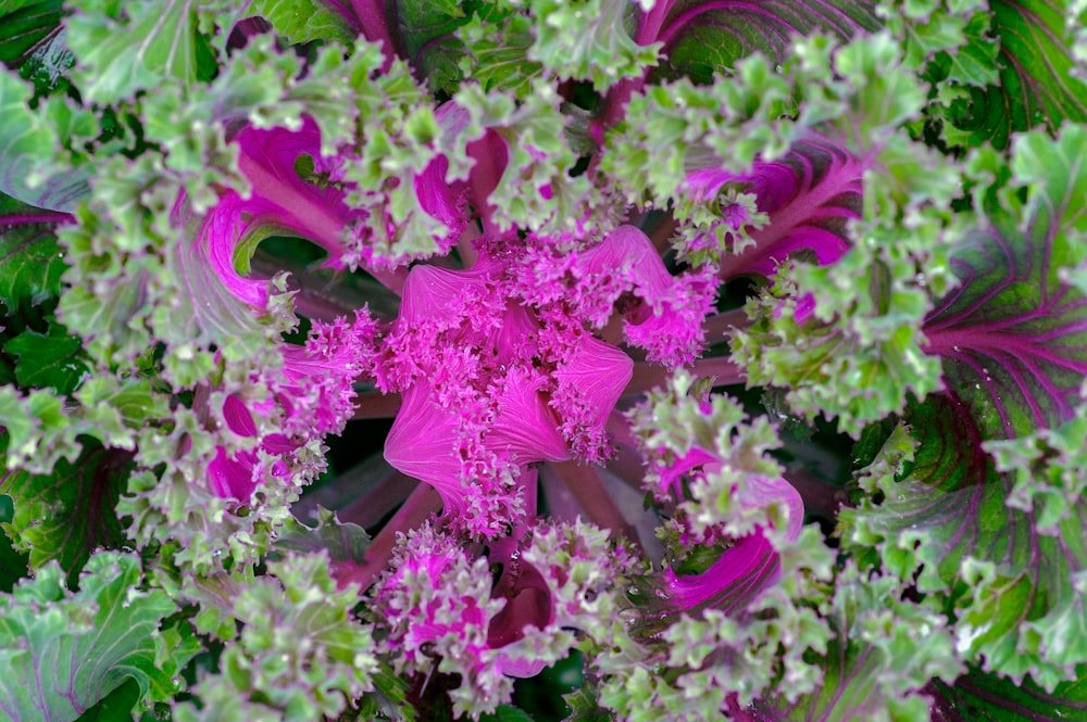 pink flowers with green leaves