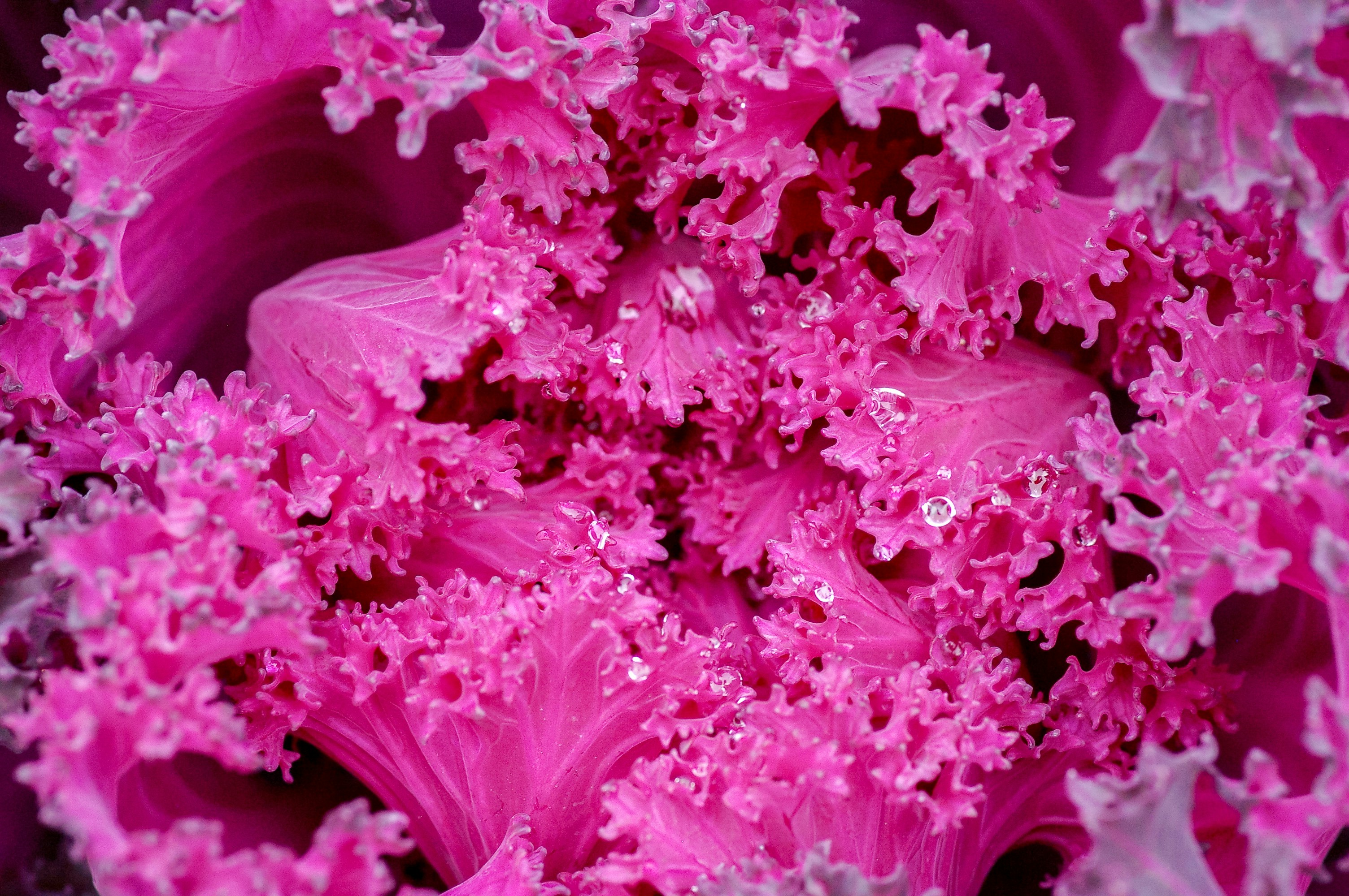 pink flower in macro lens