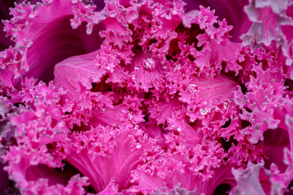 pink flower in macro lens