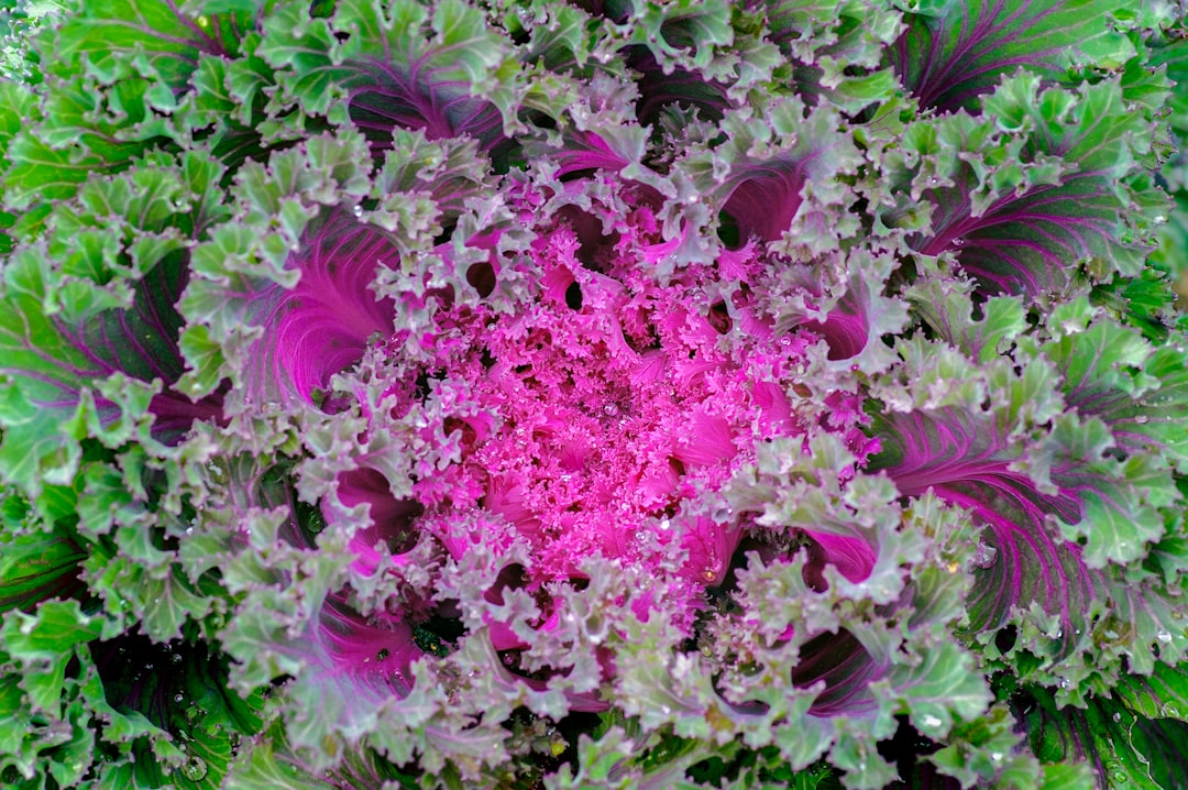 pink and white flower petals