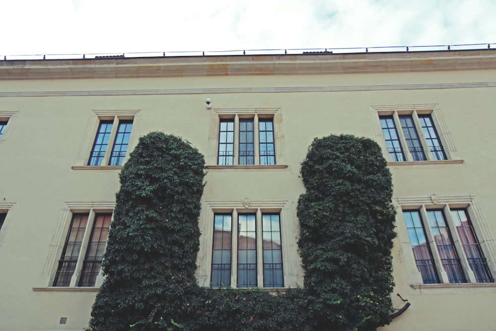 green tree in front of beige concrete building