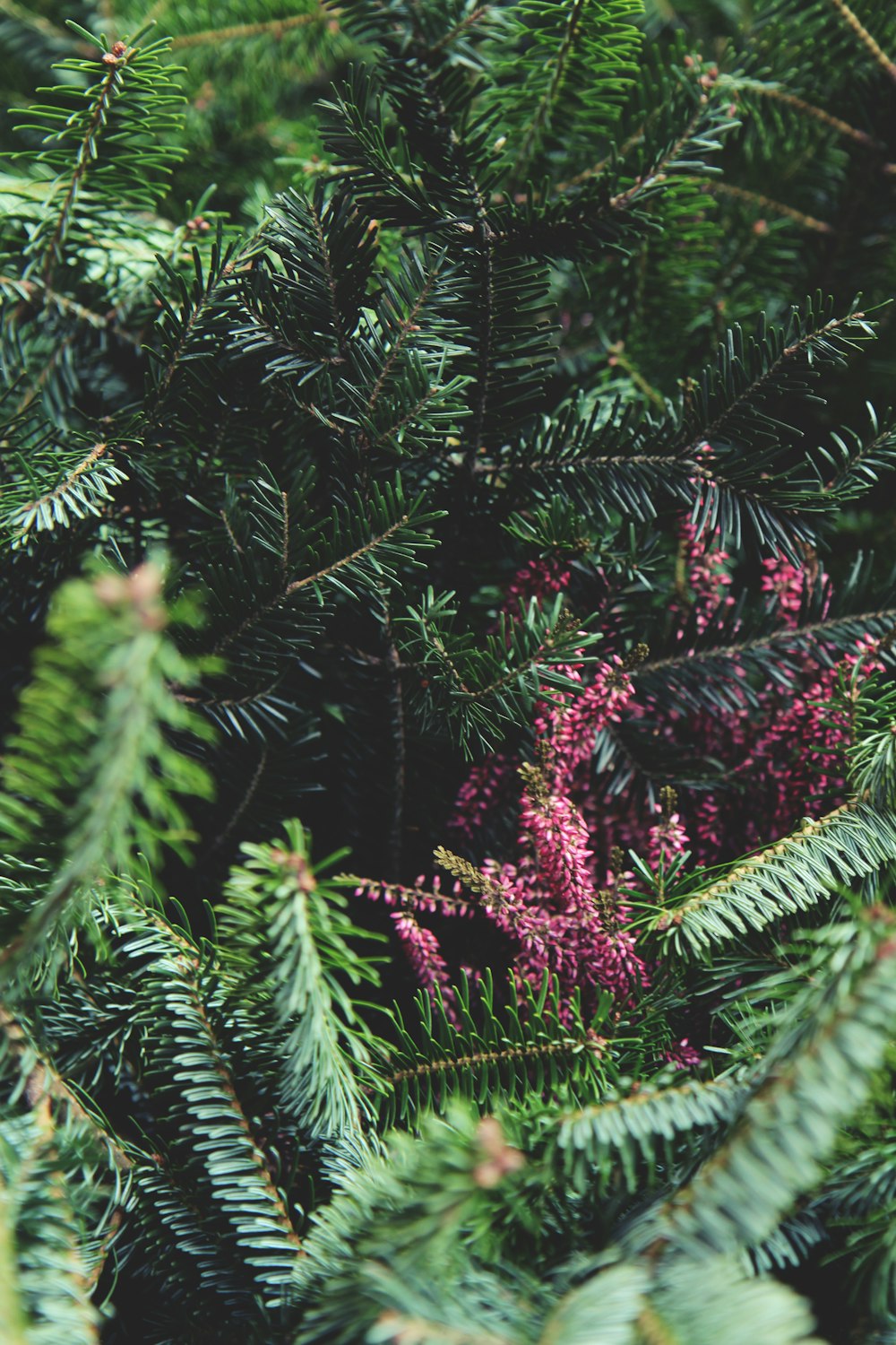 pink flowers on green pine tree