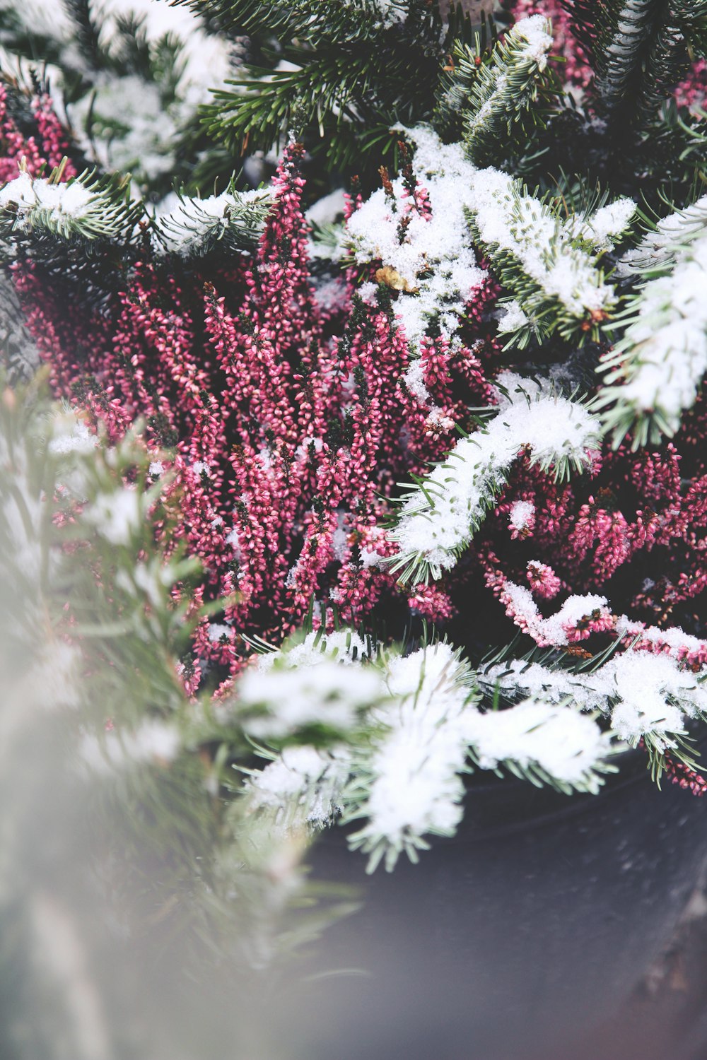 white and red flowers in tilt shift lens