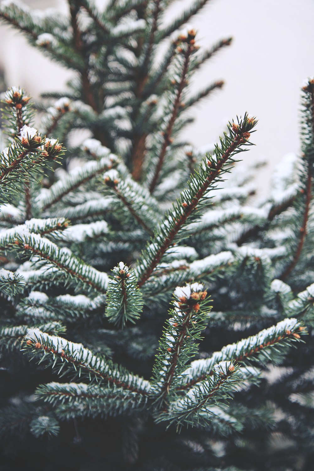 green pine tree covered with snow