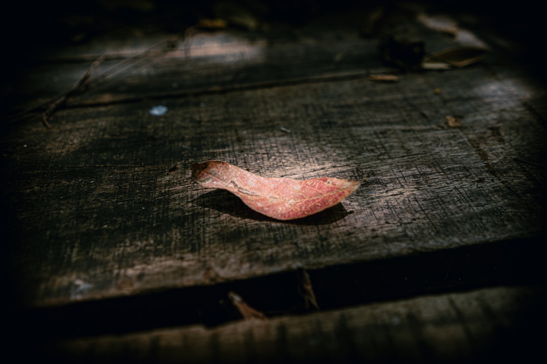 brown leaf on black wooden surface