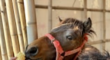 A horse with a red harness is being fed corn. The animal is positioned next to bamboo poles, with a hand reaching out to offer the snack.