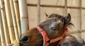 A horse with a red harness is being fed corn. The animal is positioned next to bamboo poles, with a hand reaching out to offer the snack.