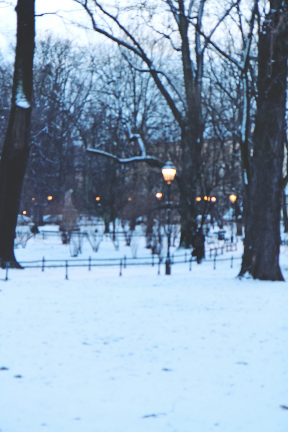 black bare trees on snow covered ground during daytime