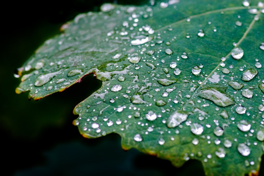 water droplets on green leaf