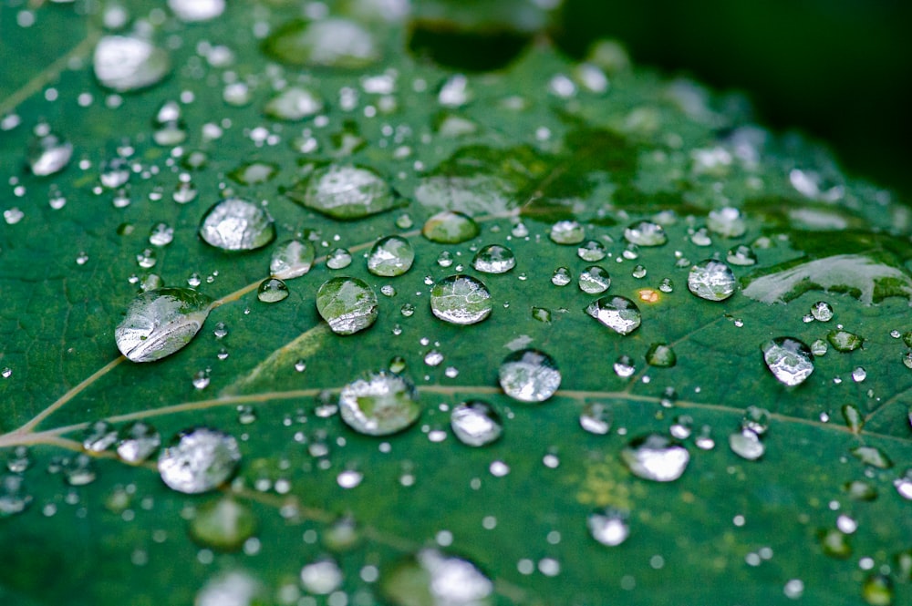 water droplets on green leaf