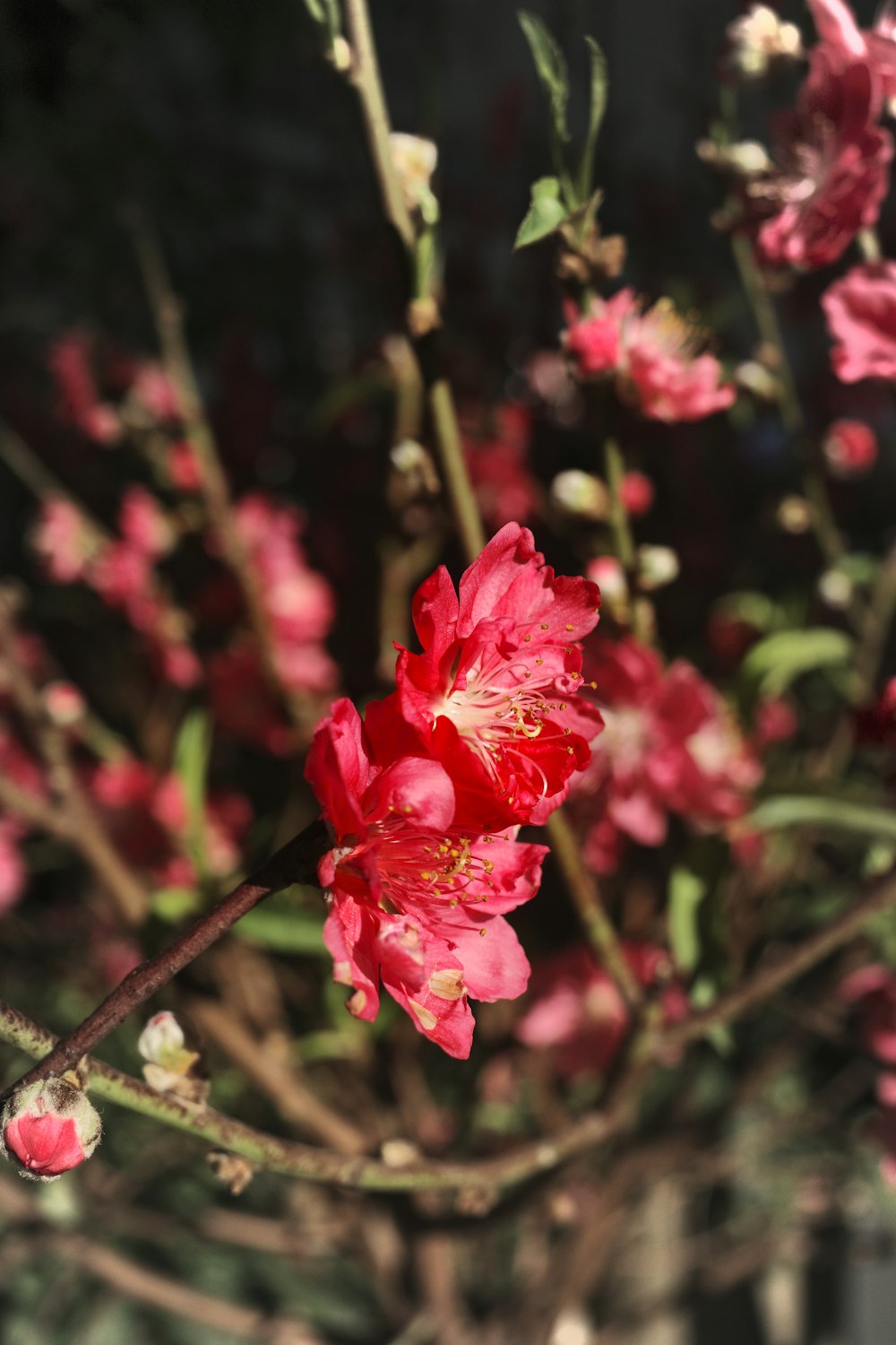 틸트 시프트 렌즈의 분홍색 꽃