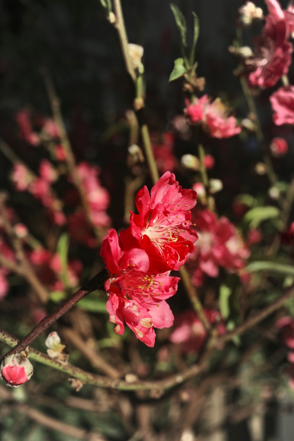 flor rosa na lente tilt shift