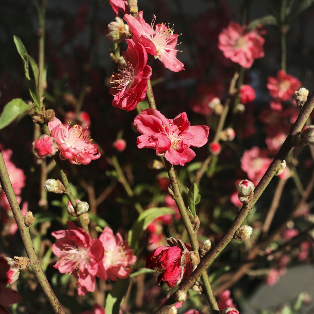 pink flowers in tilt shift lens