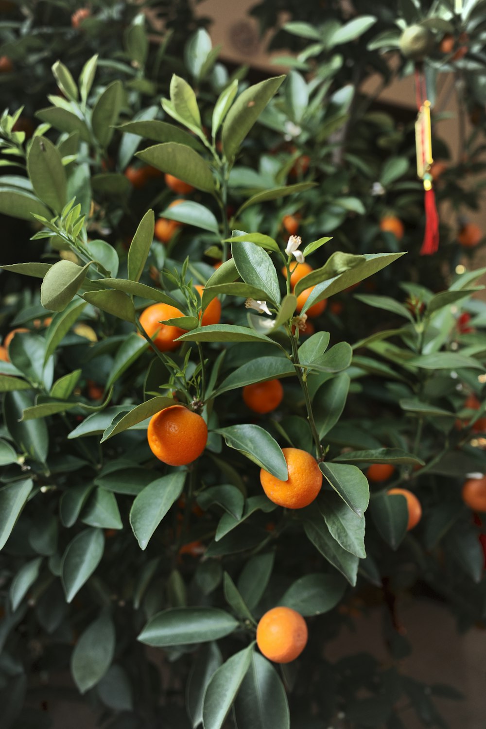 Frutto arancione su foglie verdi