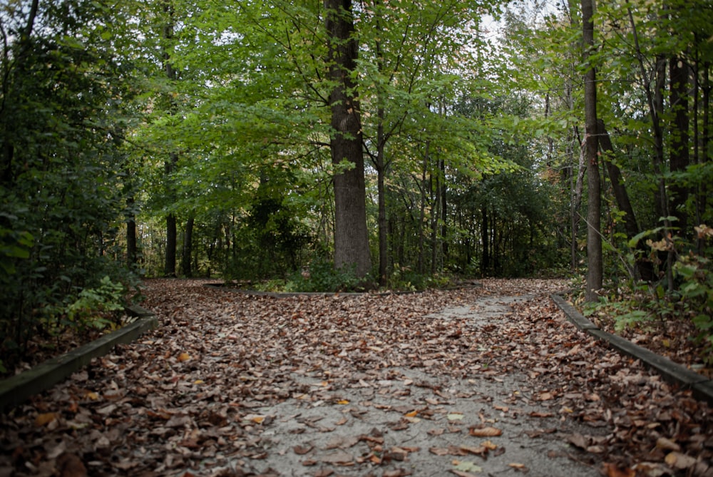 brown dried leaves on ground surrounded by trees during daytime