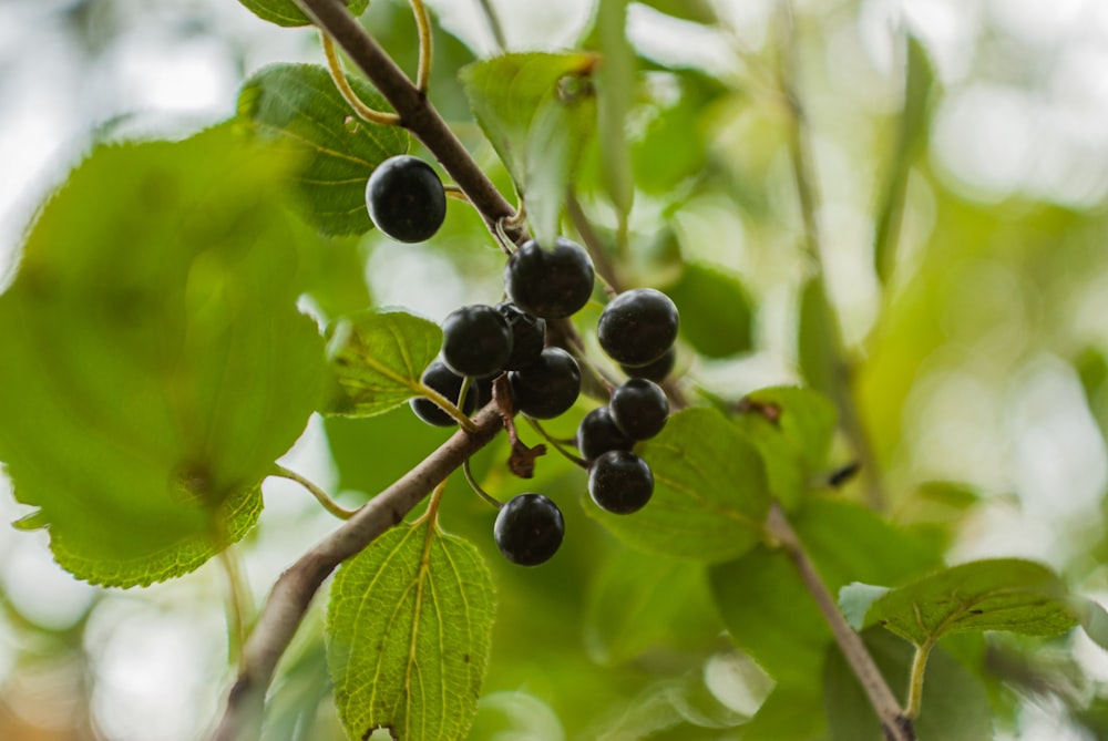 green round fruit in close up photography