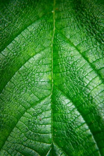 Close-up of a vibrant green leaf showing intricate vein patterns under a microscope