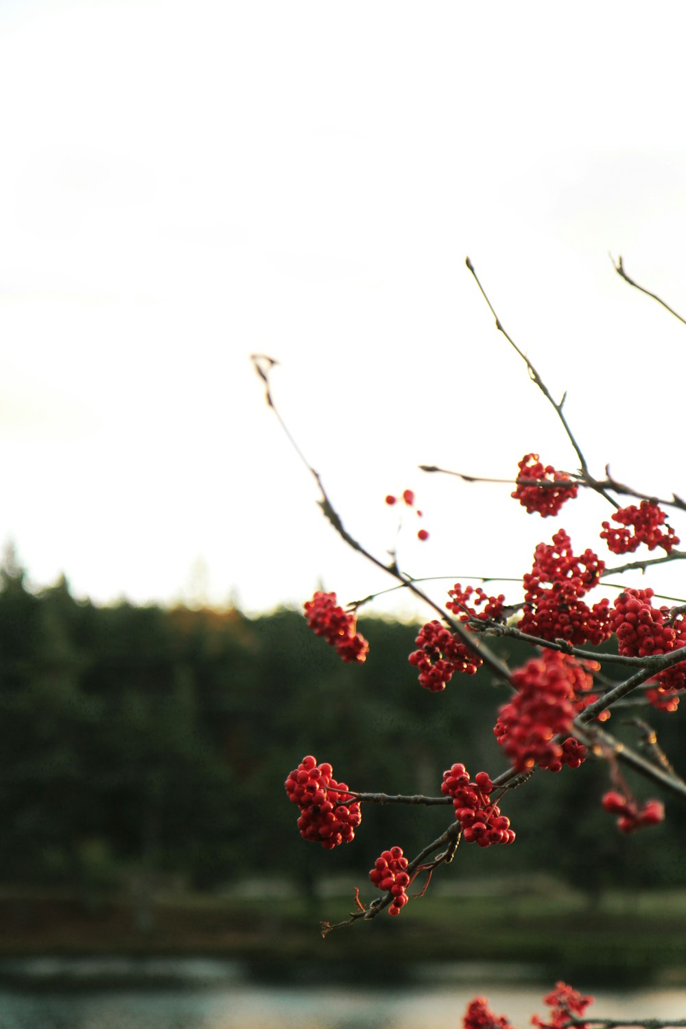 red flowers on brown tree branch during daytime