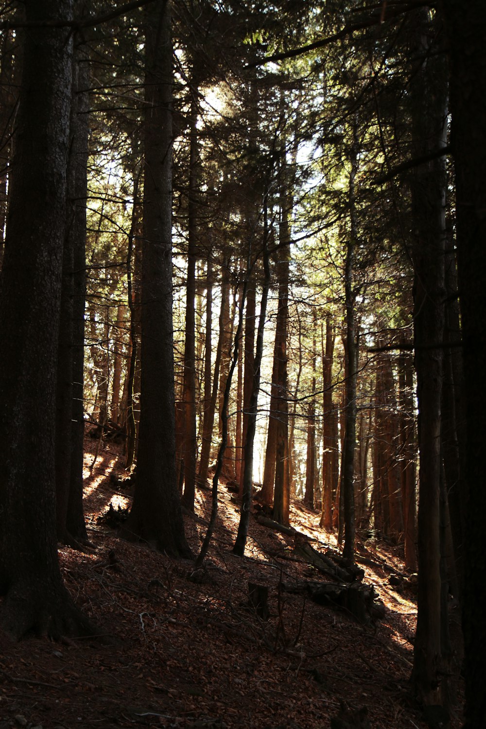 brown trees in forest during daytime