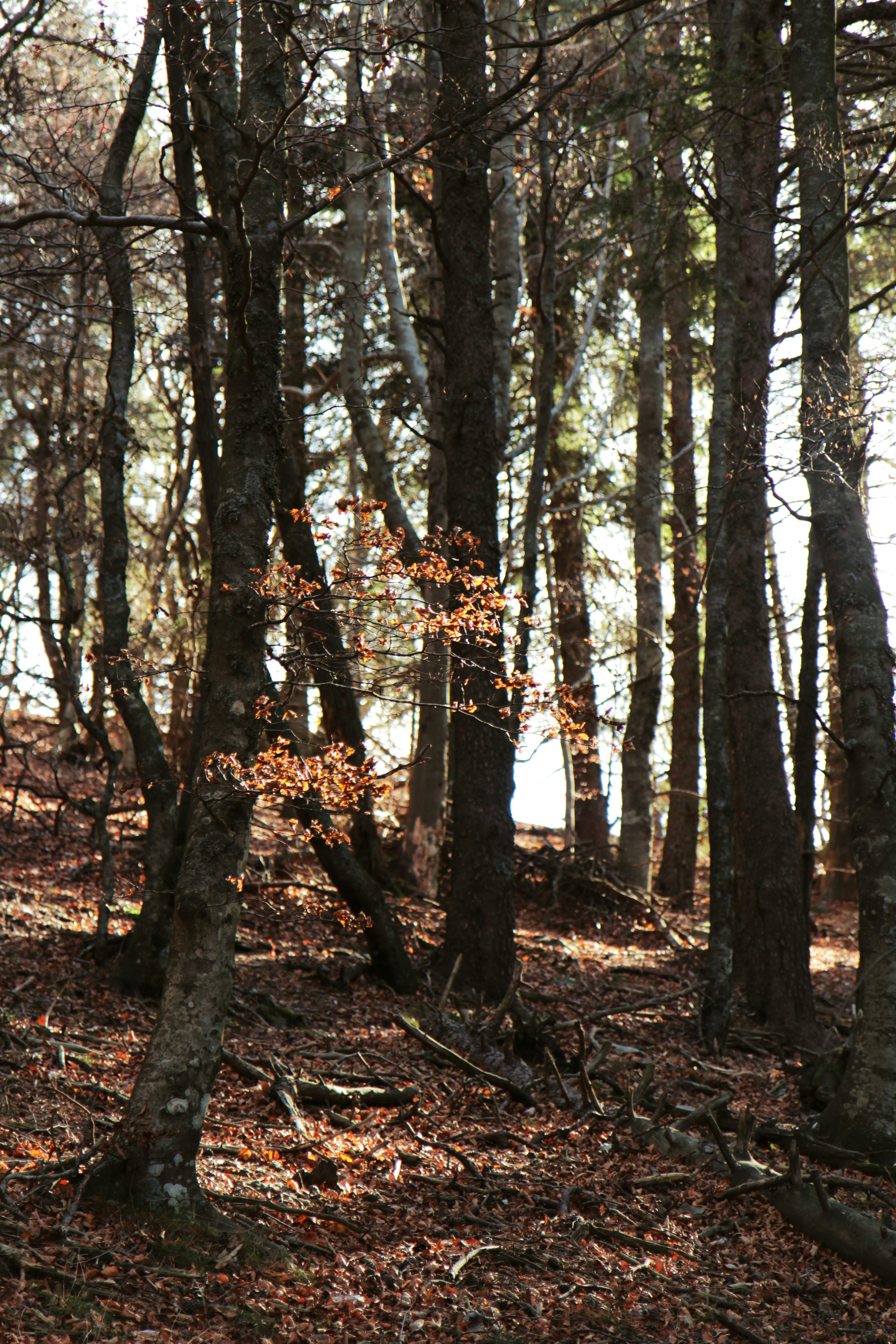 brown trees with brown leaves