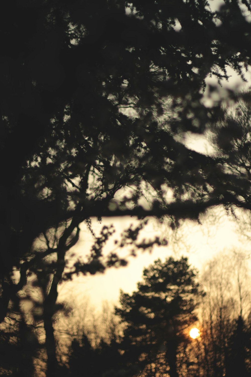 grayscale photo of trees and mountain