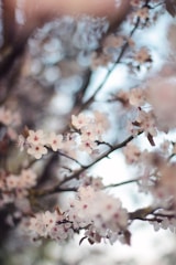 Screenshot of a serene website homepage with cherry blossom motifs.