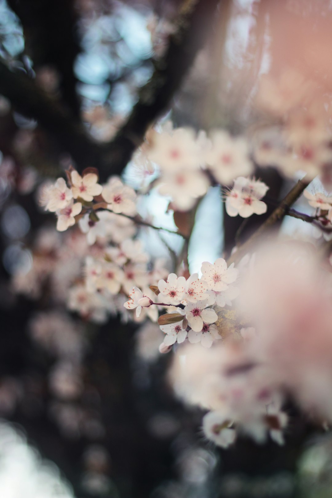 white cherry blossom in close up photography