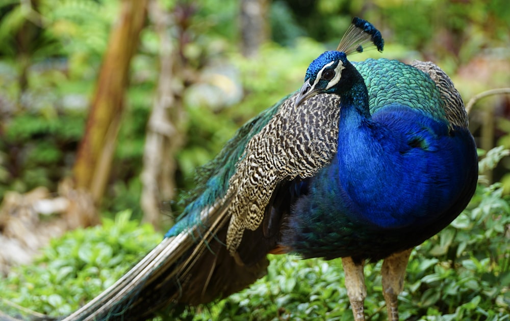 blue peacock on green grass during daytime