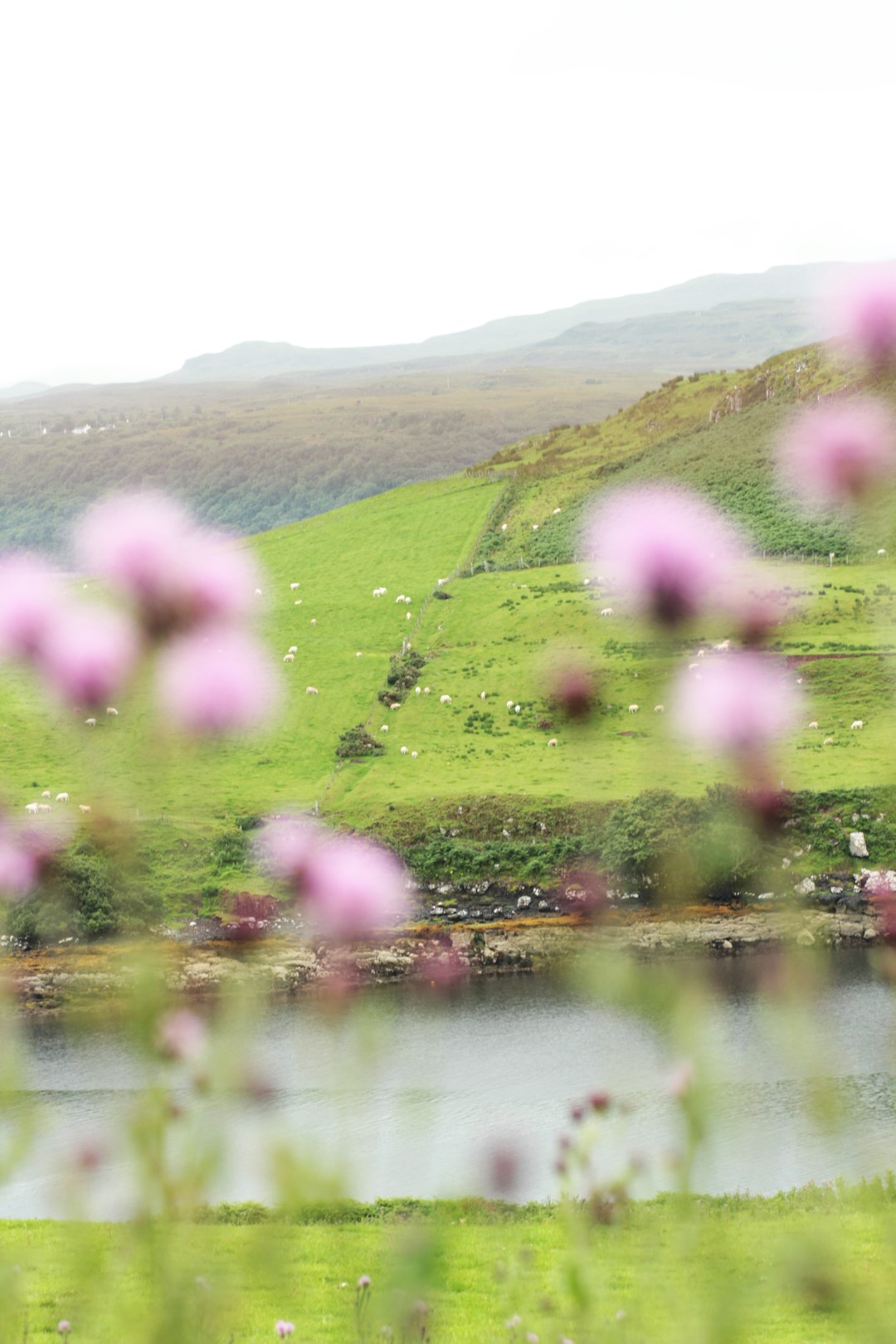 pink flowers near body of water during daytime