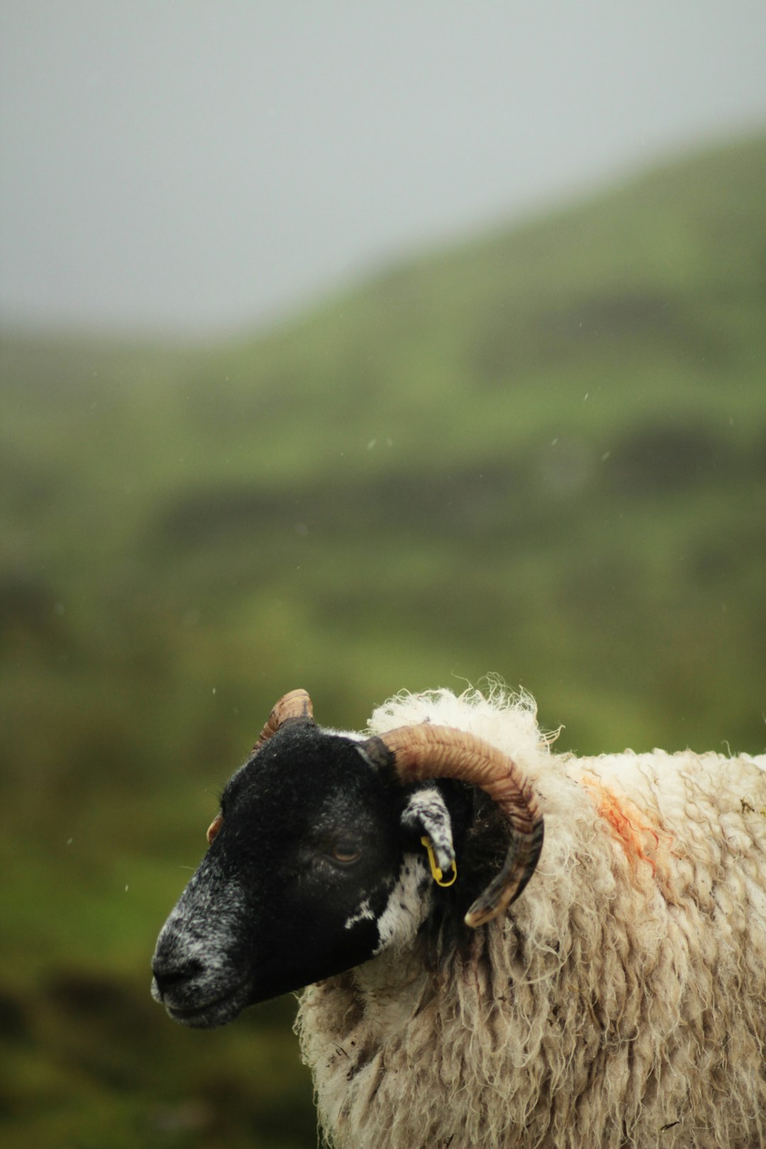 white and black sheep on green grass field during daytime