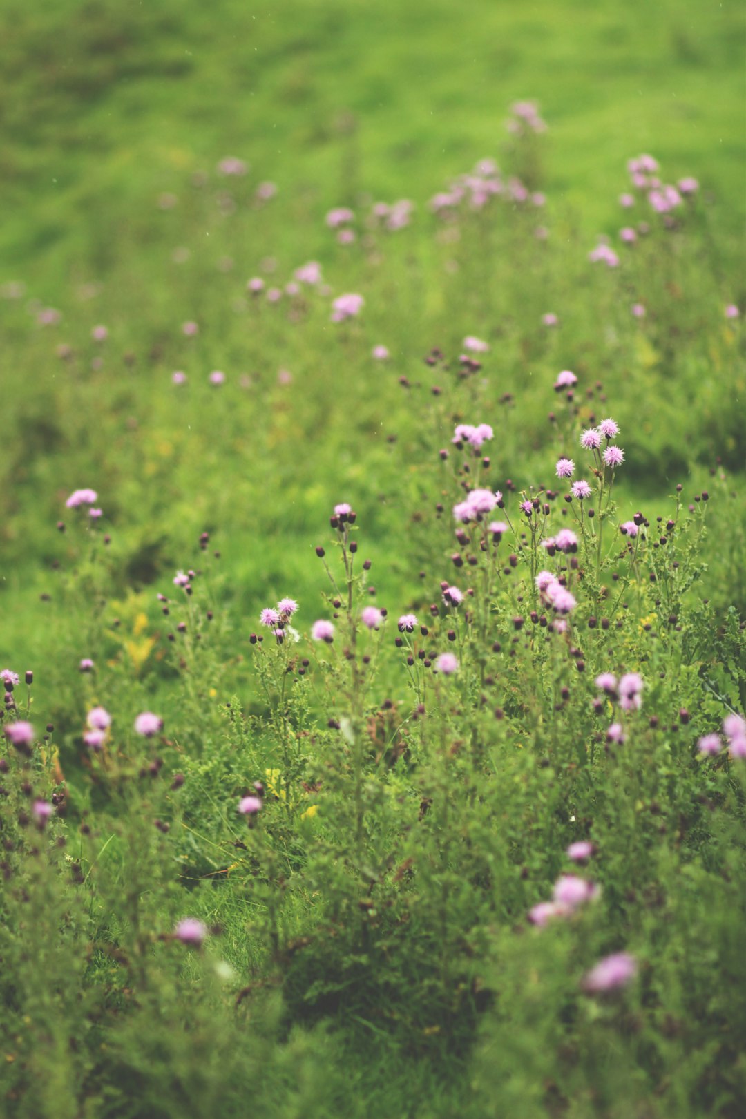 white and purple flower field during daytime