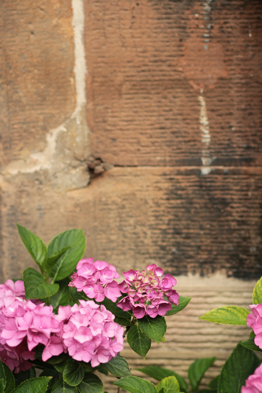 lila Blumen neben brauner Ziegelmauer