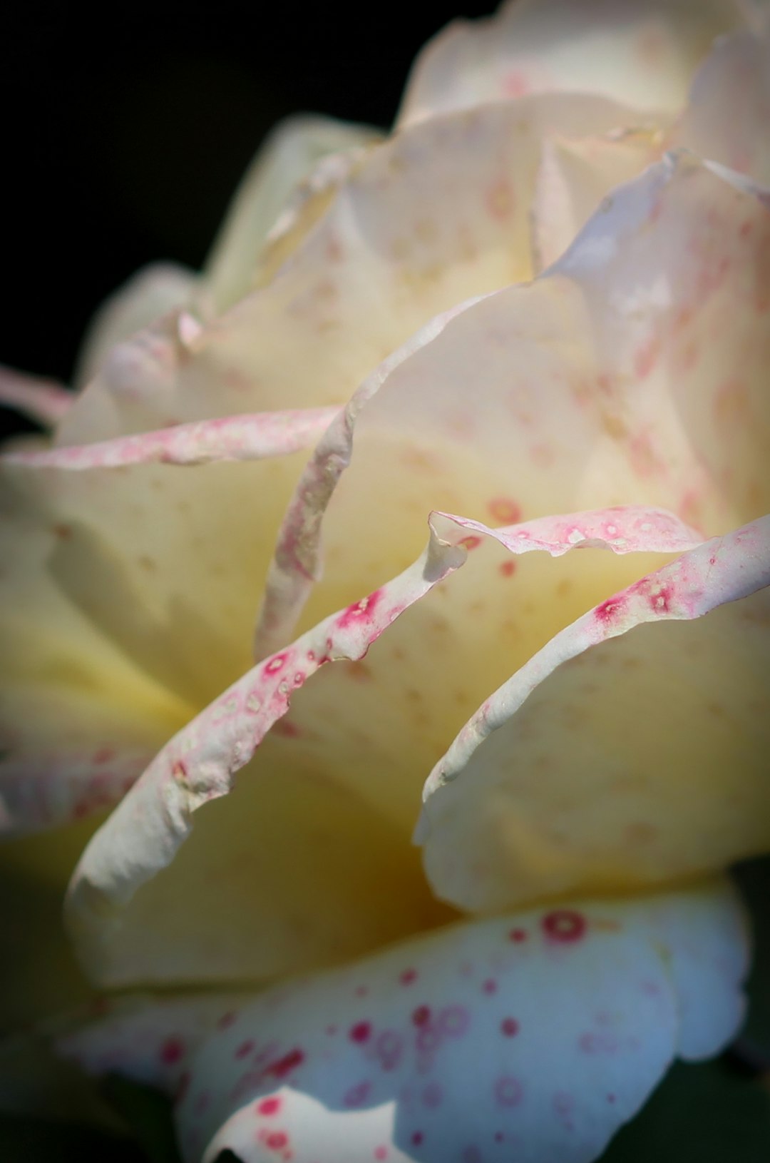 white and pink flower in macro shot