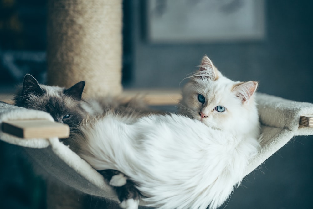 white and black cat lying on white textile