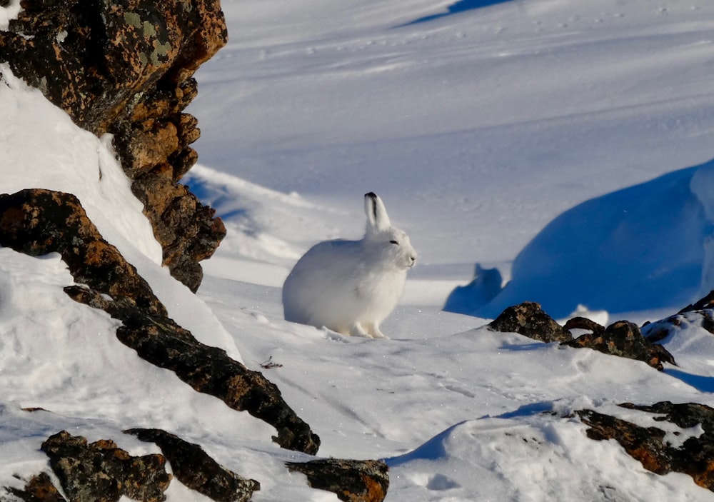 coelho branco no chão coberto de neve durante o dia