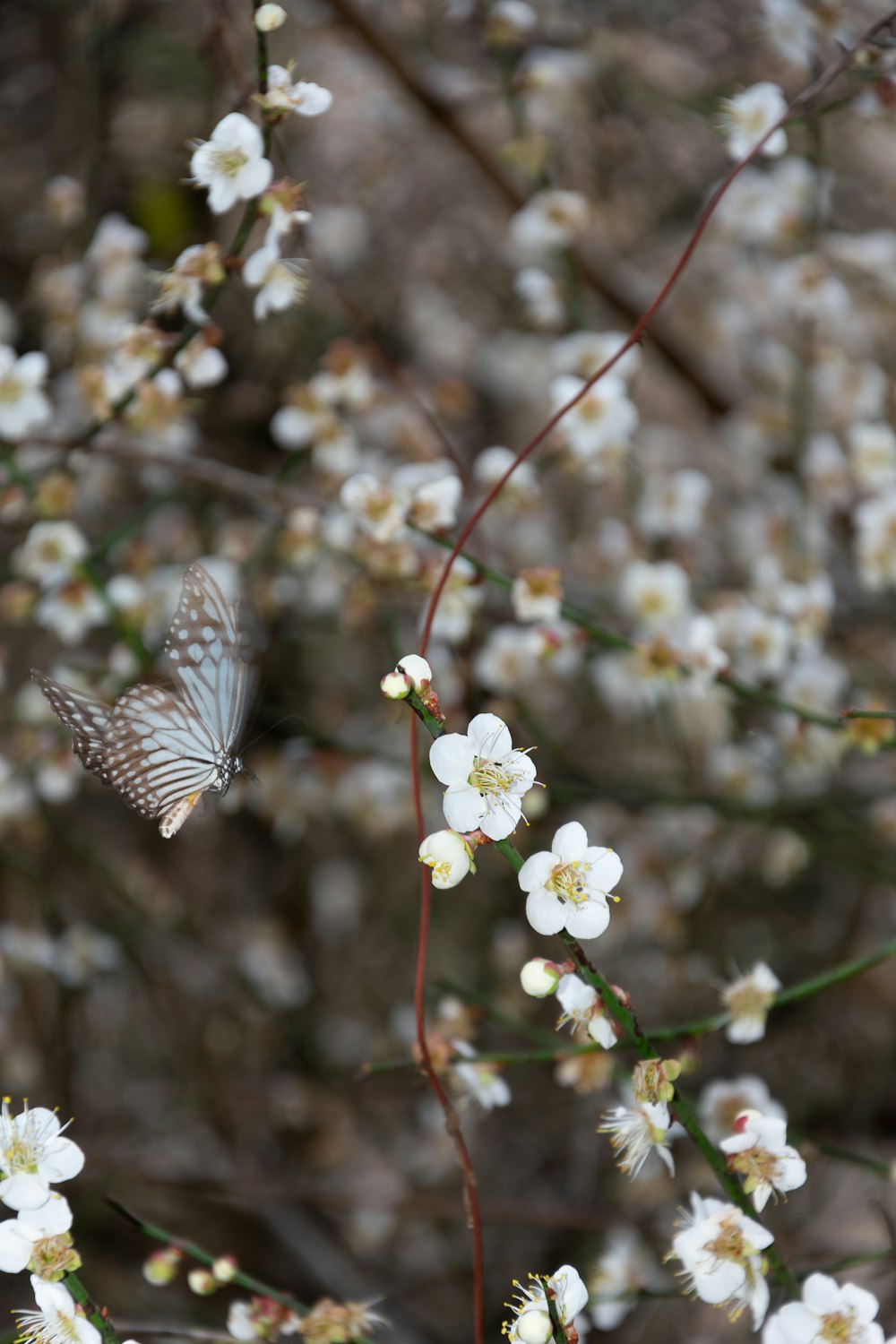 zebra swallowtail butterfly perched on white flower in close up photography during daytime