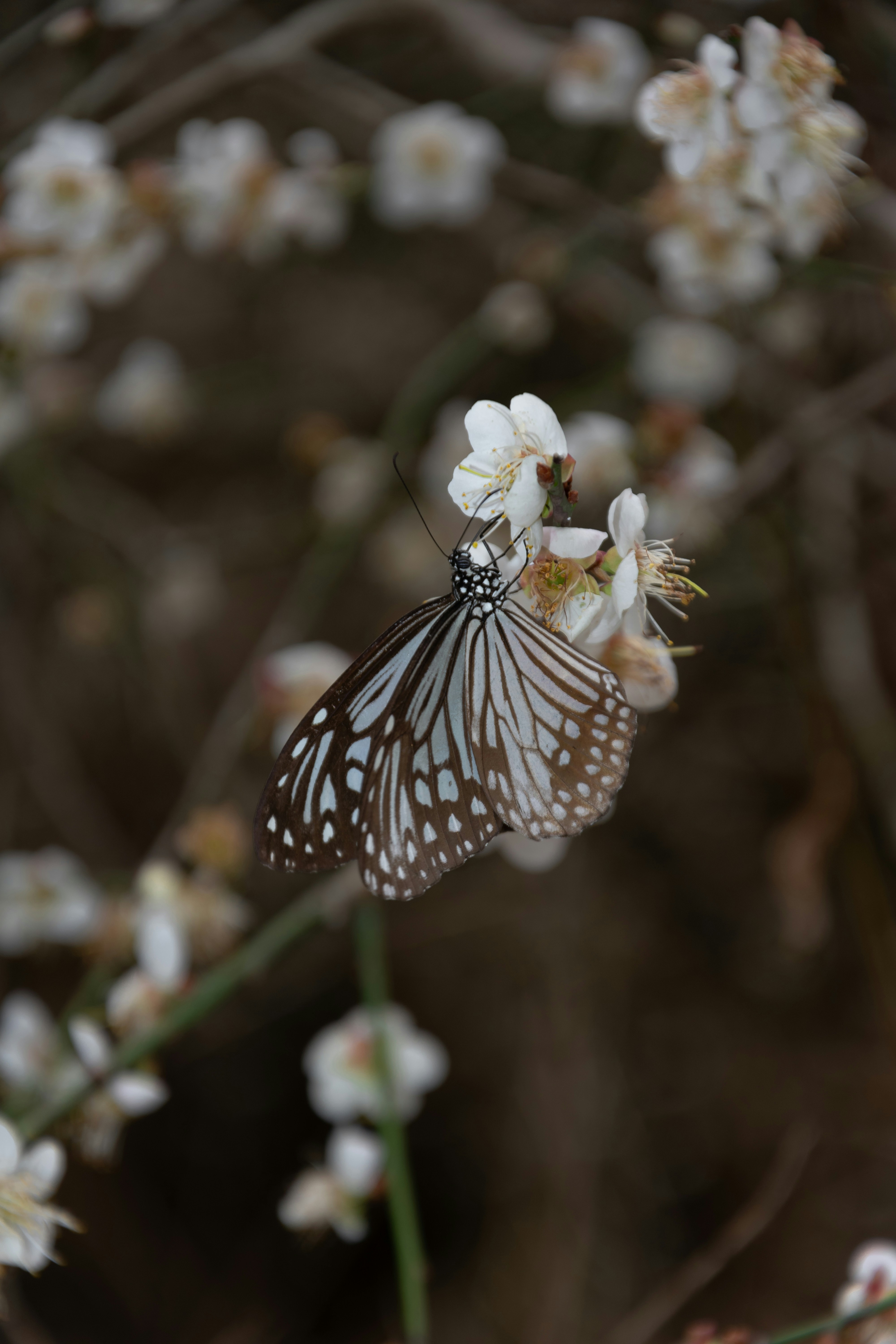 Butterfly On Flower Pictures Download Free Images On Unsplash