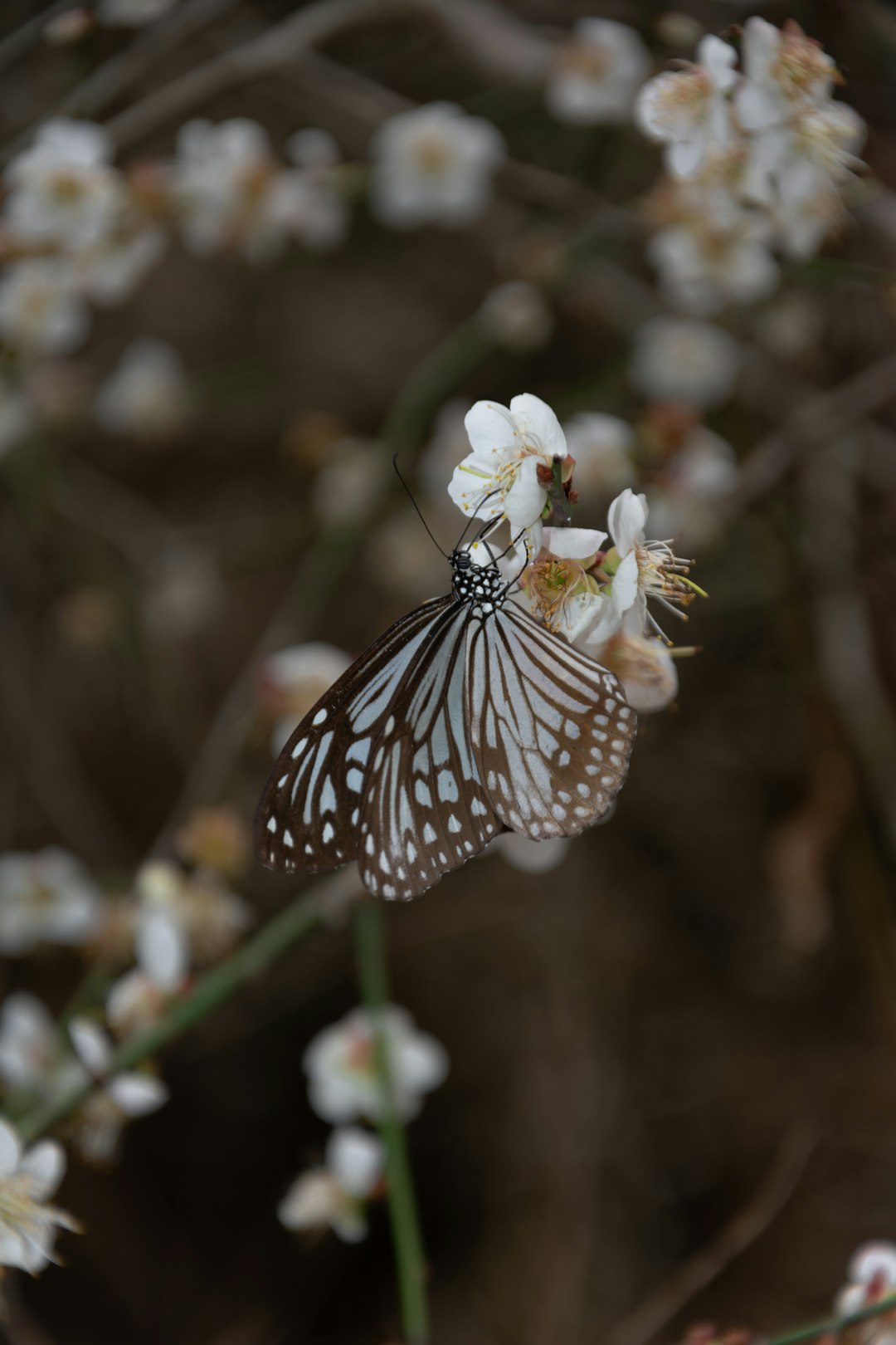 white and black butterfly perched on white flower in close up photography during daytime