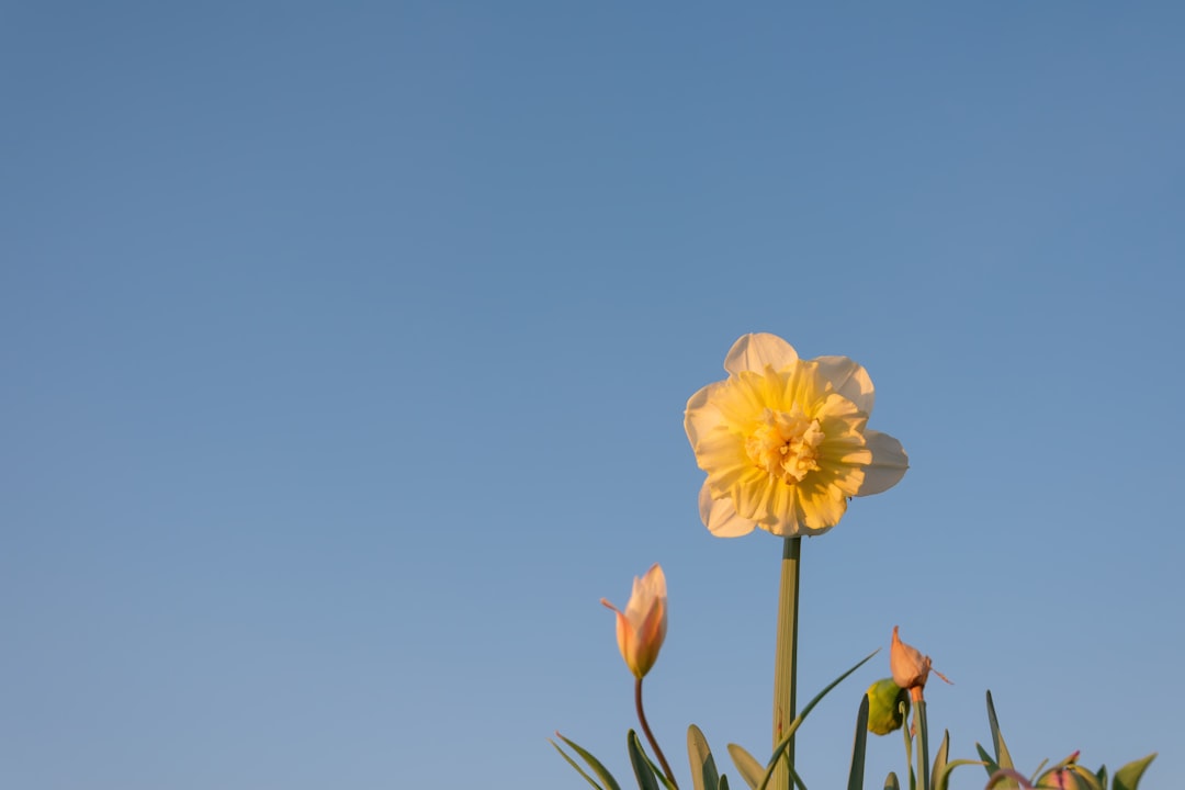 yellow daffodils in bloom during daytime