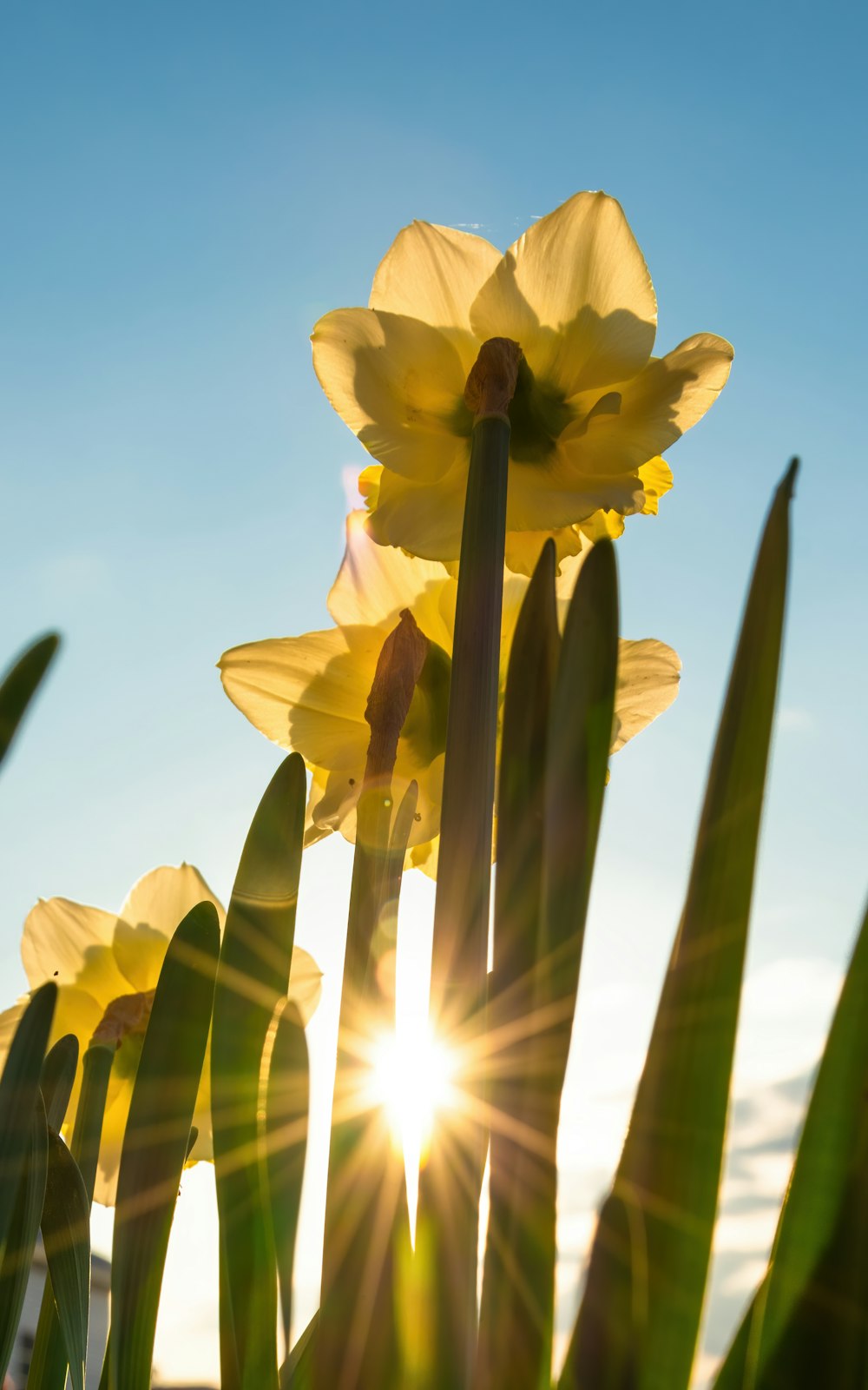 yellow daffodils in bloom during daytime