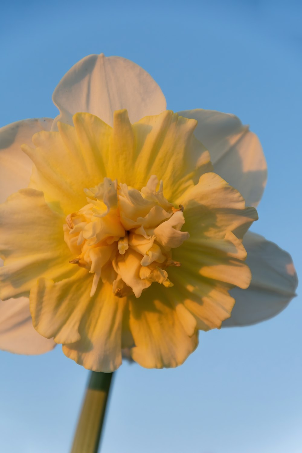 yellow flower in bloom during daytime