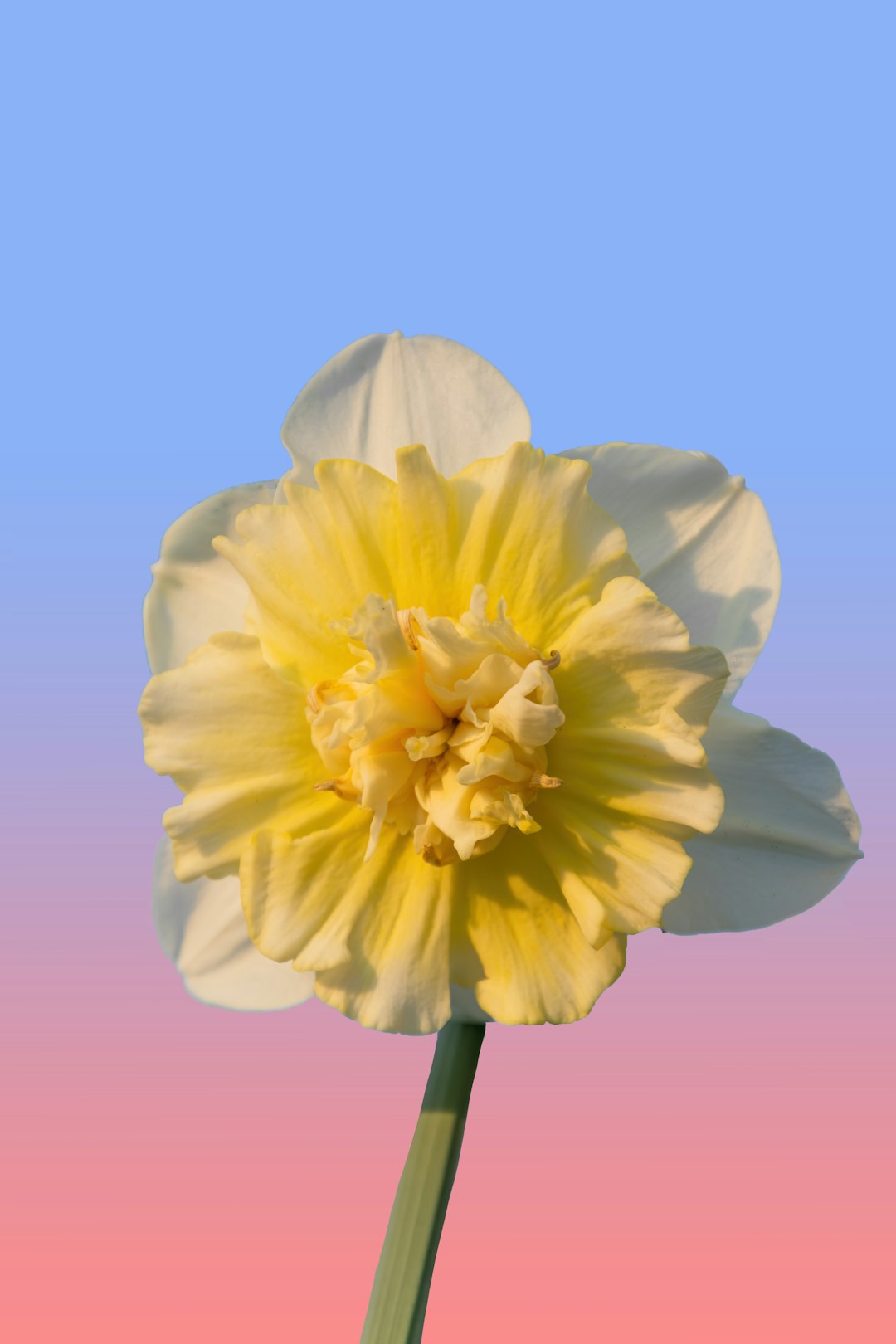 yellow flower in blue background