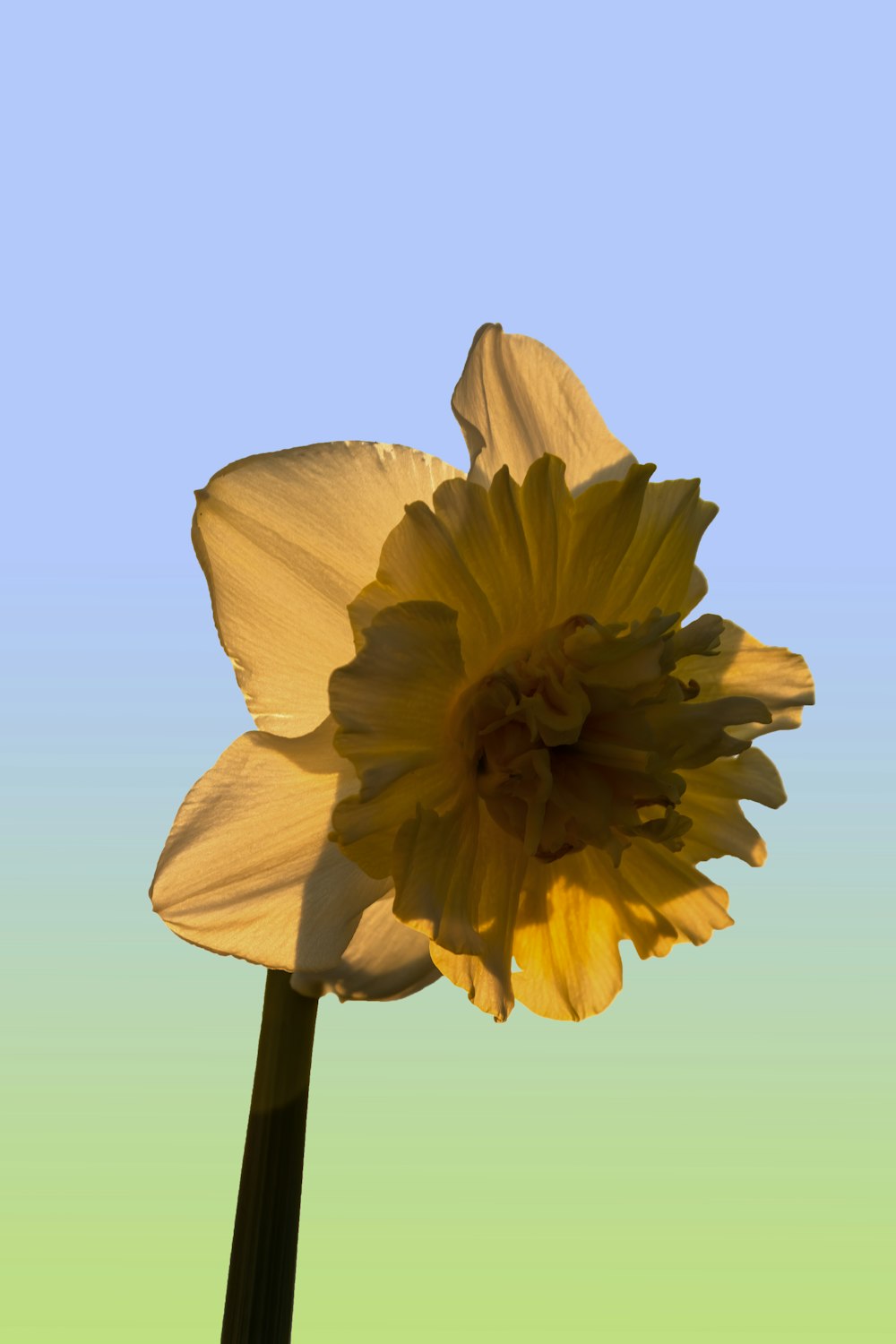 yellow flower in white background