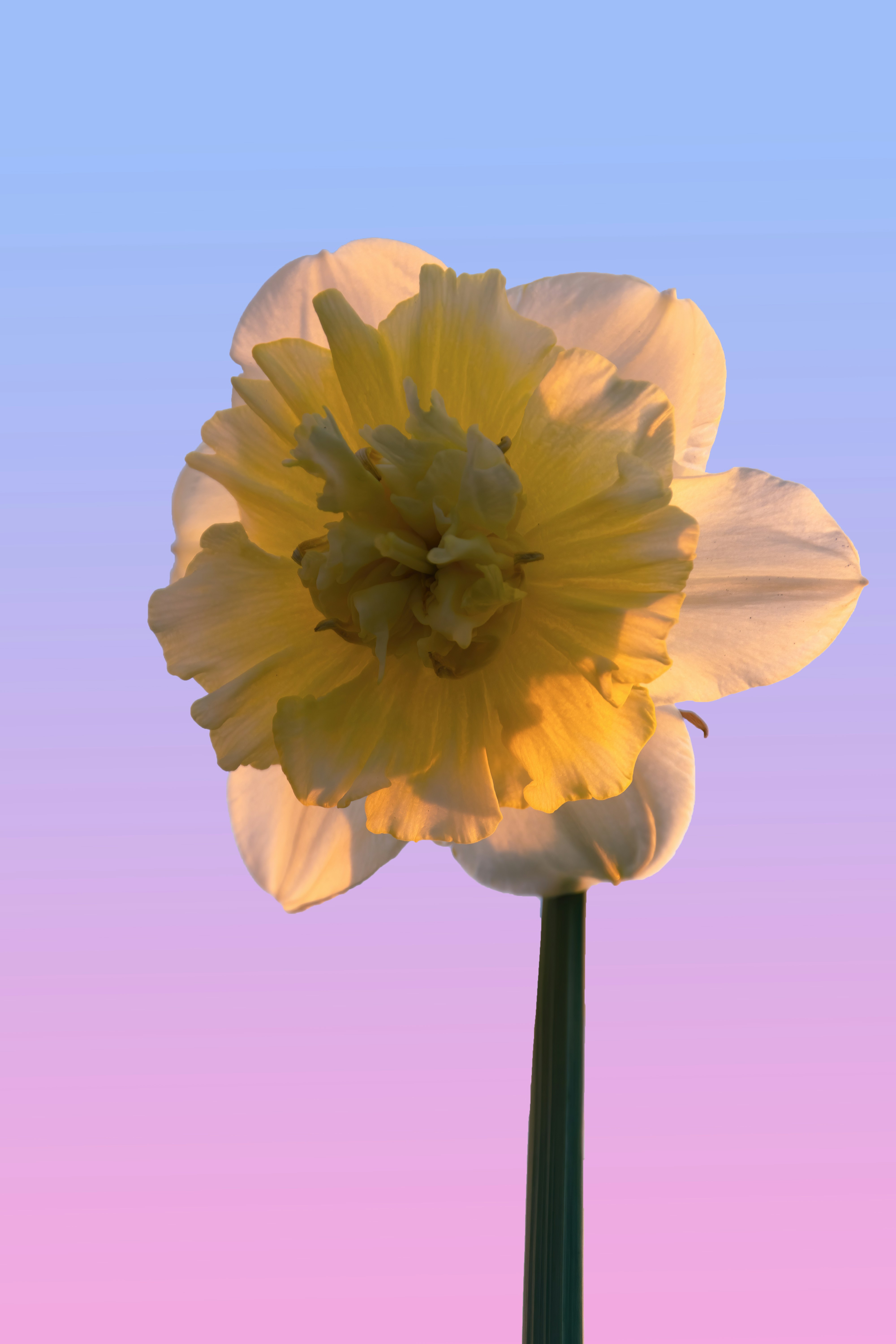 青色の背景に黄色の花の写真 Unsplashで見つける茶色の無料写真