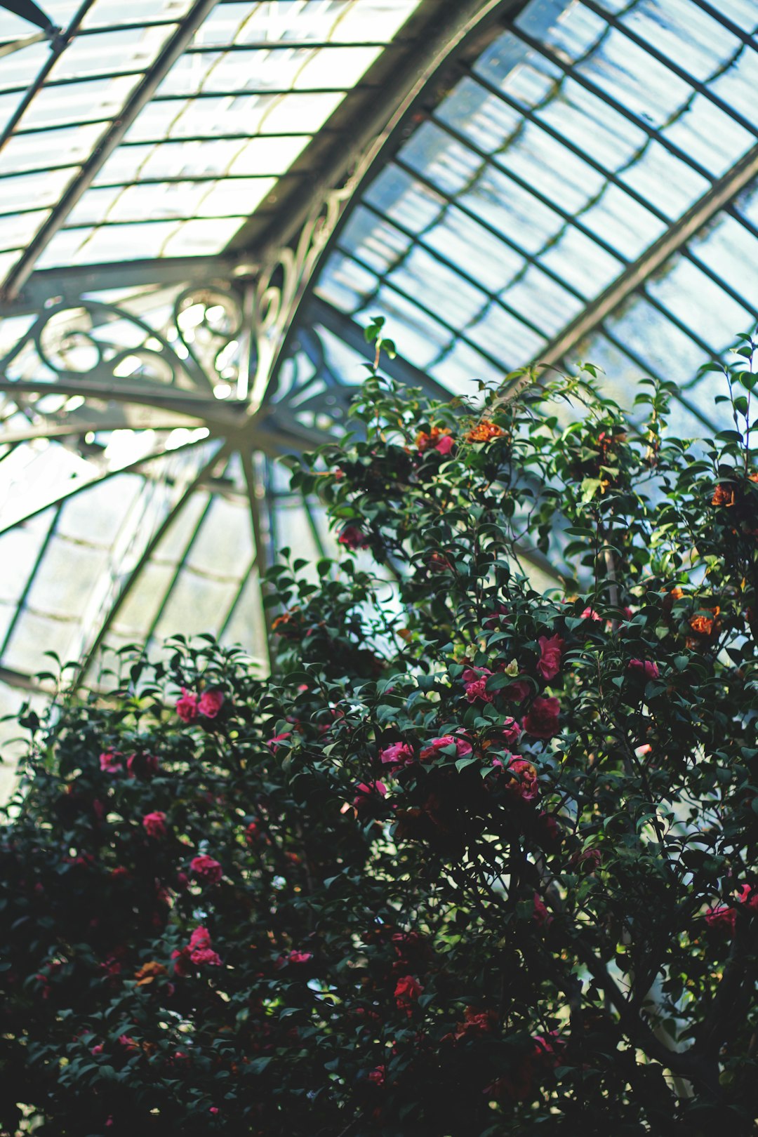 red and green plant inside building