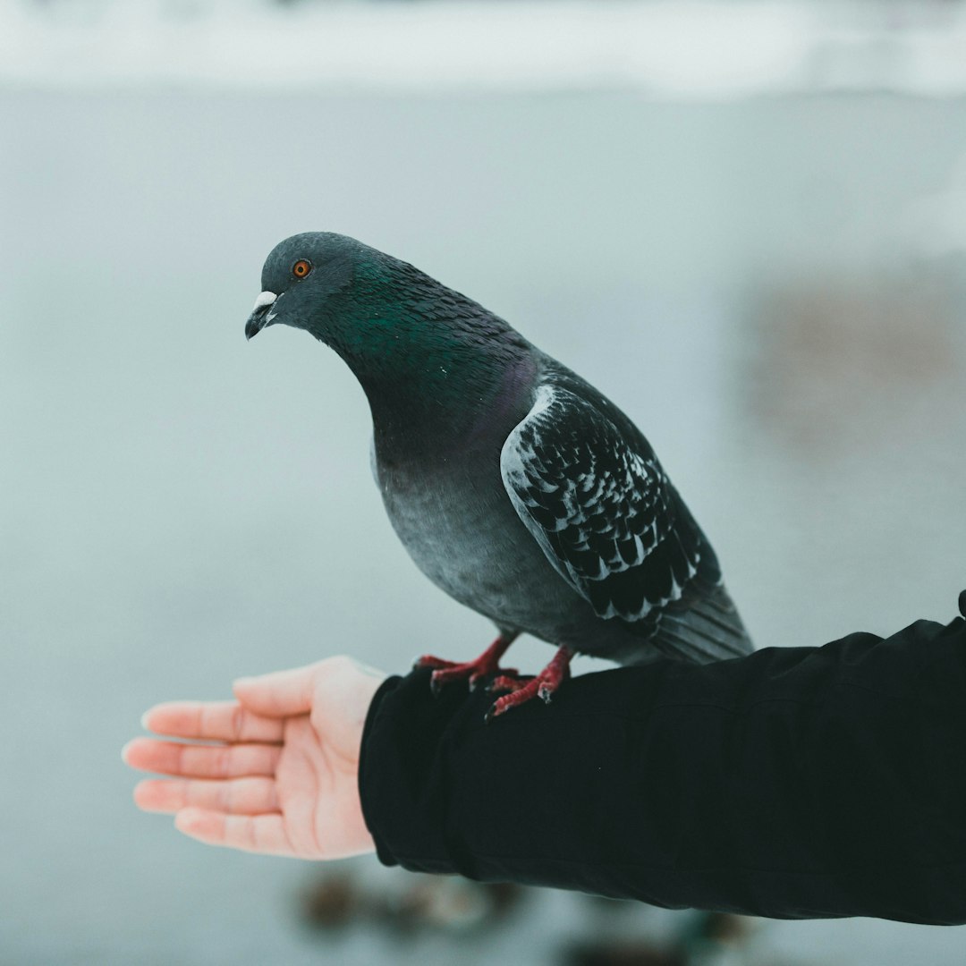 black and white bird on persons hand