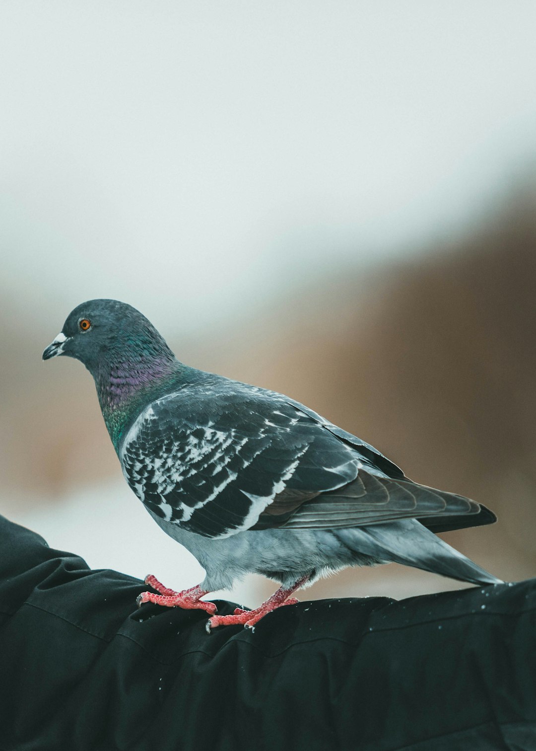 gray and black bird on black textile